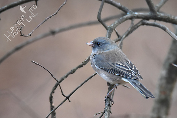 Dark-eyed Junco  11-29-17