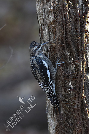 Yellow-bellied Sapsucker juvenile  12-1-17