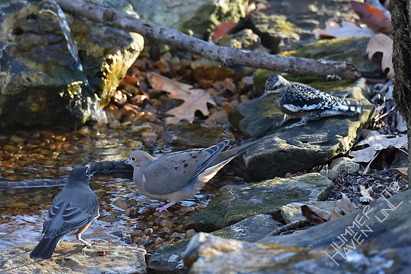 American Robin, Mourning Dove and Yellow-bellied Sapsucker juvenile  12-1-17