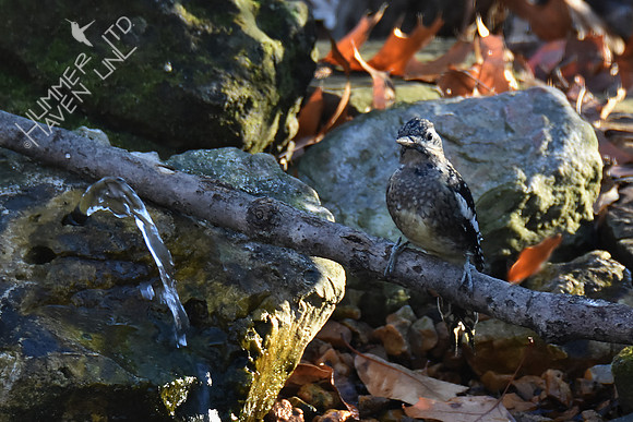 Yellow-bellied Sapsucker juvenile  12-1-17