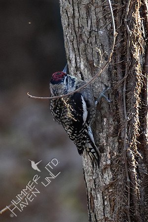 Yellow-bellied Sapsucker adult  12-1-17