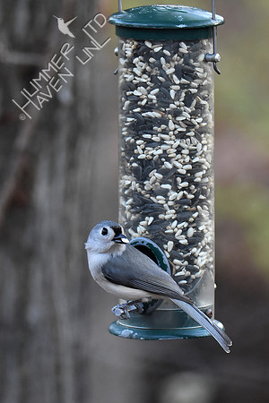 Tufted Titmouse  12-1-17