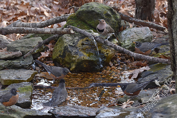 American Robins and female Northern Flicker  12-3-17
