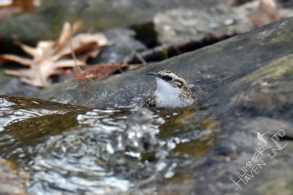 Brown Creeper  12-3-17