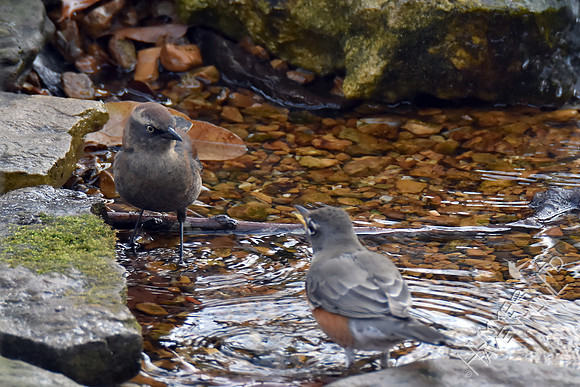 Rusty Blackbird and American Robin  12-3-17