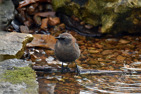 Rusty Blackbird  12-3-17