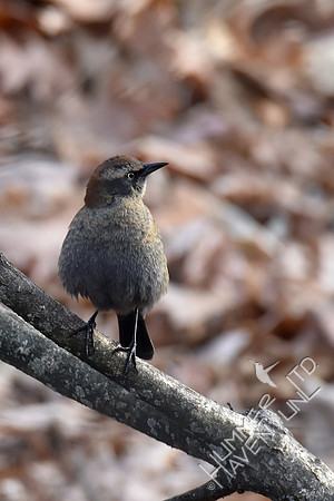 Rusty Blackbird  12-3-17