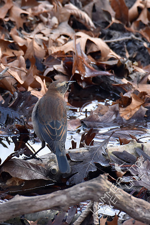 Rusty Blackbird  12-3-17