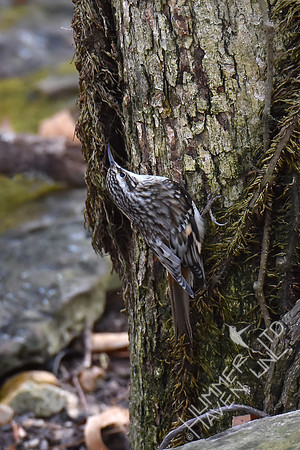 Brown Creeper  12-3-17