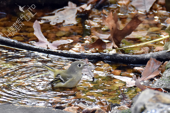 Ruby-crowned Kinglet 10-25-16