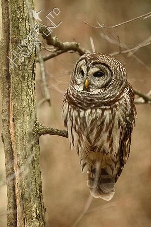 Barred Owl