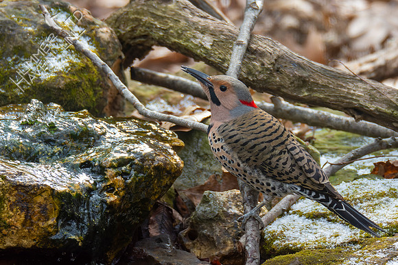 1-28-22 Northern Flicker