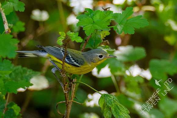 8-31-22 Magnolia Warbler