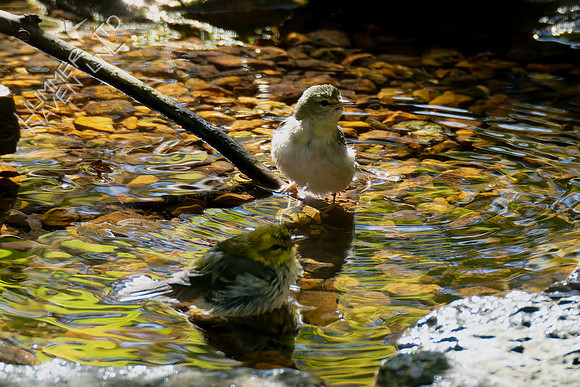 10-20-24 Black-throated Green Warbler and Tennessee Warbler