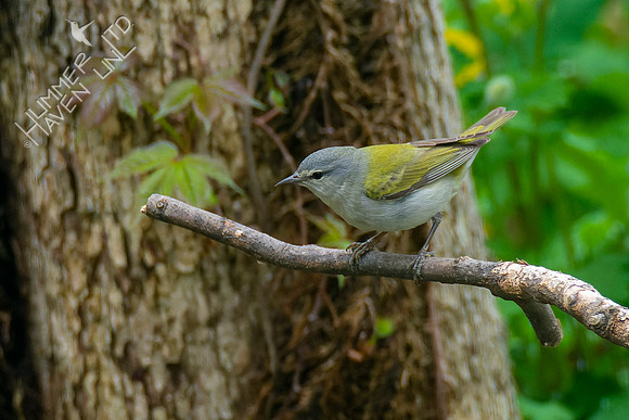 4-24-22 Tennessee Warbler