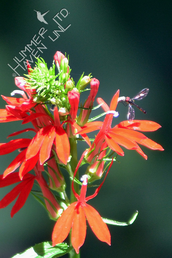 Tiny Syrphid fly (Syrphinae tribe Bacchini) on Cardinalflower (Lobelia cardinalis)
