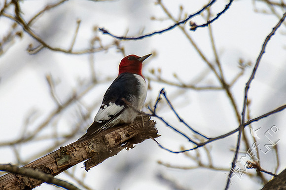 4-13-22 Red-headed Woodpecker juvenile, near adult plumage