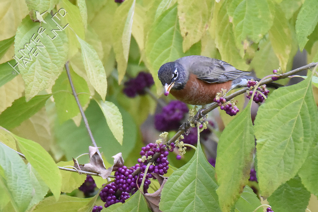 American Robin eating Beautyberries (Callicarpa americana)  11-5-16