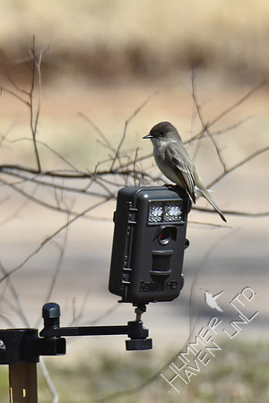 Eastern Phoebe 3-21-18