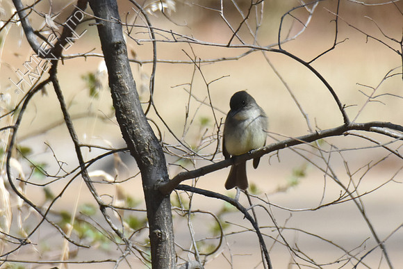 Eastern Phoebe 3-21-18