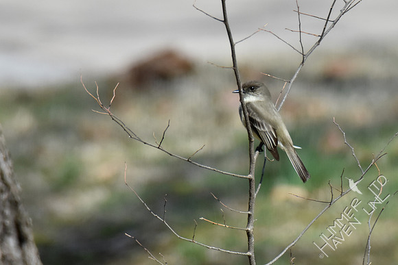Eastern Phoebe 3-21-18