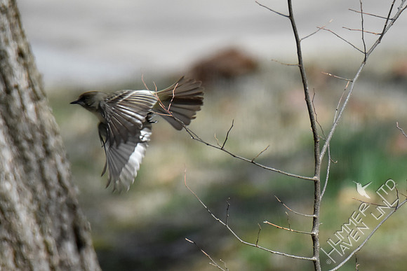 Eastern Phoebe 3-21-18