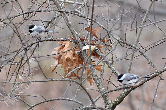 Carolina Chickadee pair 3-22-18