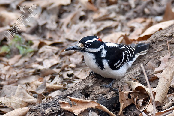 Hairy Woodpecker eating flying ants 3-22-18