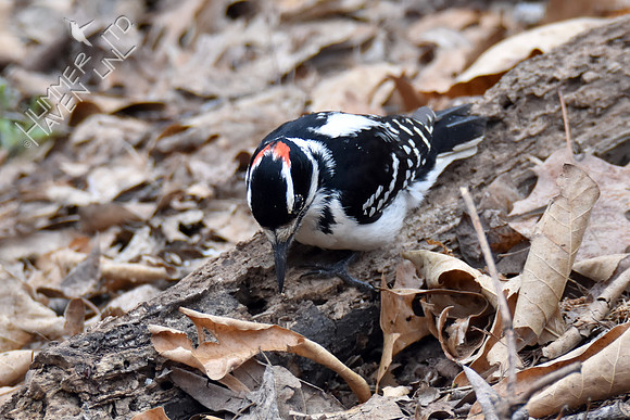 Hairy Woodpecker eating flying ants 3-22-18