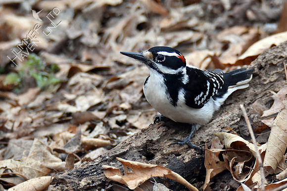 Hairy Woodpecker eating flying ants 3-22-18