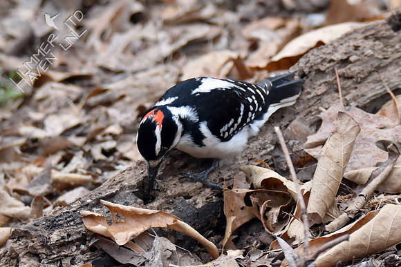 Hairy Woodpecker eating flying ants 3-22-18