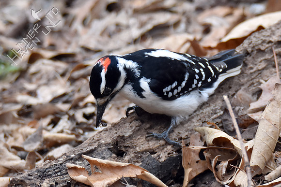 Hairy Woodpecker eating flying ants 3-22-18