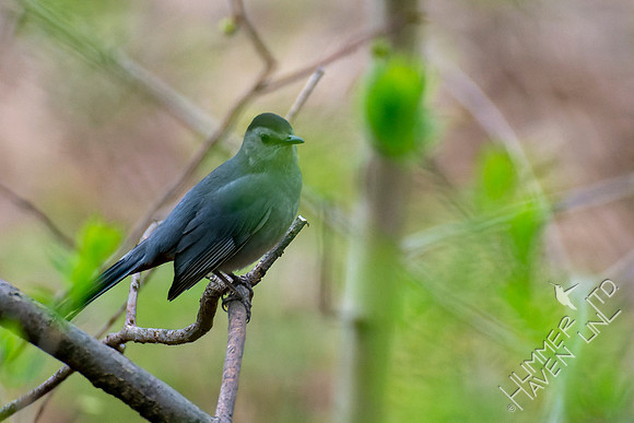 4-28-22 Gray Catbird