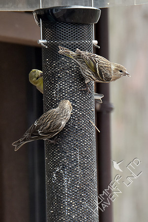 Pine Siskins 3-23-18