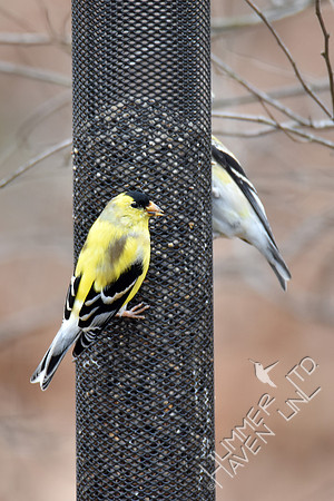 American Goldfinches 3-25-18