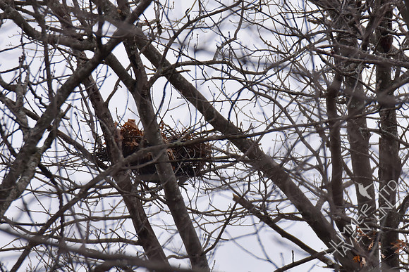 Red-shouldered Hawks nest 3-25-18