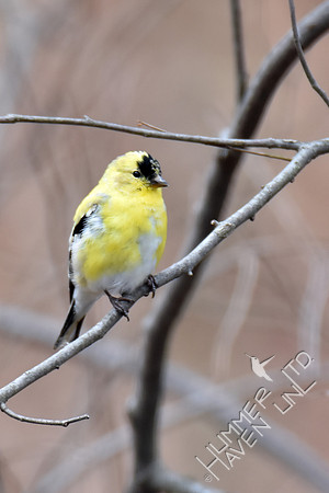 American Goldfinch 3-25-18