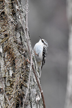 Brown Creeper 3-26-18