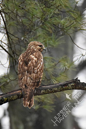 Red-shouldered Hawk female 3-26-18