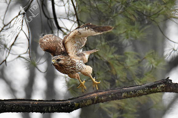 Red-shouldered Hawk female 3-26-18
