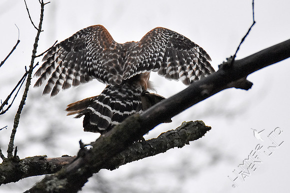 Red-shouldered Hawk pair mating 3-26-18