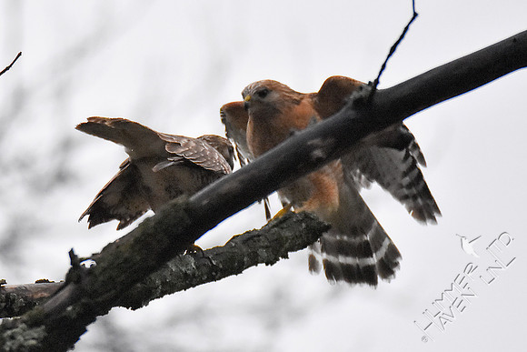 Red-shouldered Hawk pair 3-26-18