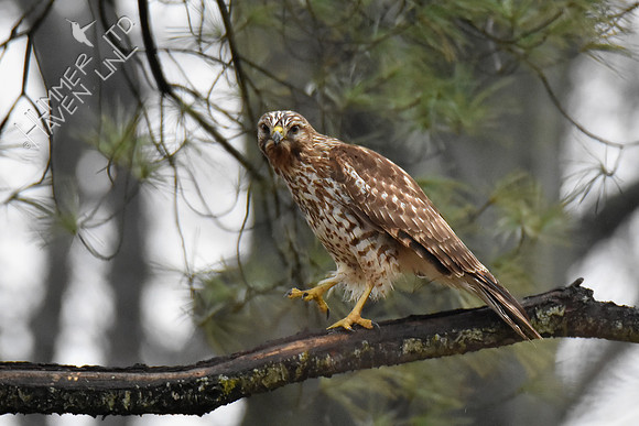 Red-shouldered Hawk female 3-26-18