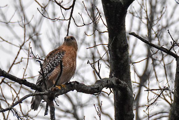 Red-shouldered Hawk male 3-26-18