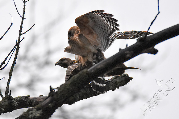 Red-shouldered Hawk pair mating 3-26-18