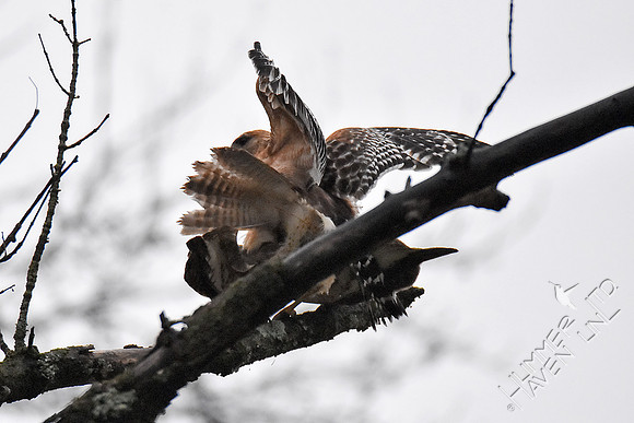 Red-shouldered Hawk pair mating 3-26-18