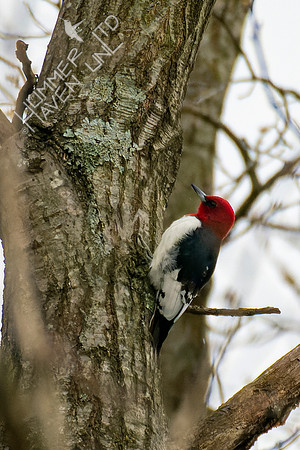 4-13-22 Red-headed Woodpecker juvenile, near adult plumage