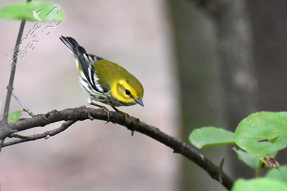 Black-throated Green Warbler 10-2-16