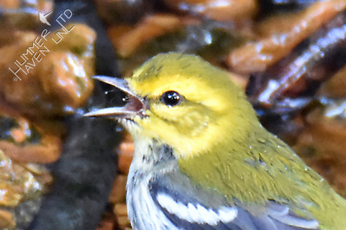Rictal bristles with beadlets of water on Black-throated Green Warbler 10-6-16