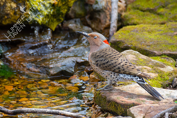4-12-22 Northern Flicker female